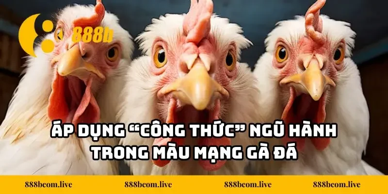 Áp dụng “công thức” ngũ hành trong màu mạng gà đá