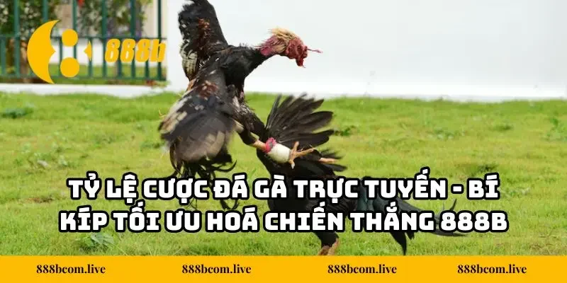 Tỷ Lệ Cược Đá Gà Trực Tuyến - Bí Kíp Tối Ưu Hoá Chiến Thắng